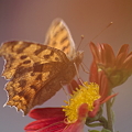 写真: 今年最後のタテハ蝶