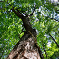 写真: ブナの木〜新緑