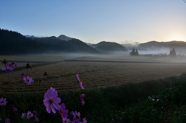 写真: 霧の朝〜コスモス
