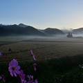 写真: 霧の朝〜コスモス