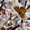 写真: 梅にキタテハ蝶