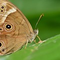 ジャノメヒカゲ蝶