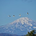 写真: 鳥海山〜白鳥２