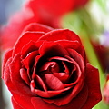 写真: 赤いバラを〜２