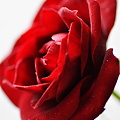 写真: 赤いバラを〜