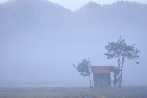 写真: 霧の中のお宮さん