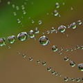 雨の真珠