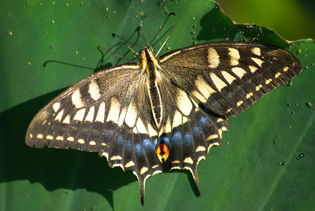 写真: お休み中のアゲハ蝶