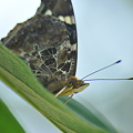 アカタテハ蝶