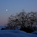 写真: 夜明けの月