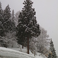 写真: 雪の朝の杉木