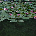 写真: 睡蓮の池