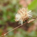 写真: ゴウヤボウキの種子