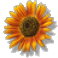 写真: Sunflower