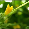 写真: 胡瓜の花４