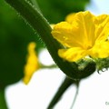 胡瓜の花３