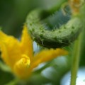写真: 胡瓜の花