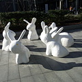 写真: rabbits