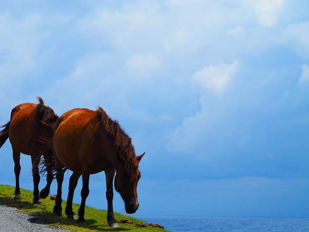 写真: 馬と海原