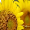 写真: 蜂と向日葵