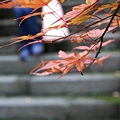 写真: 秋の階段