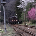 写真: 桃と桜と渡良瀬鉄道