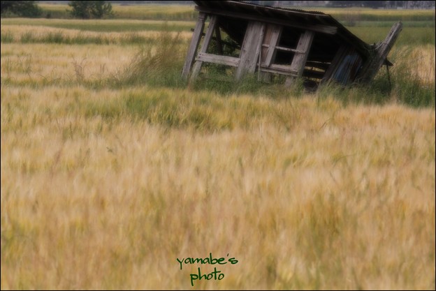 写真: 麦と小屋