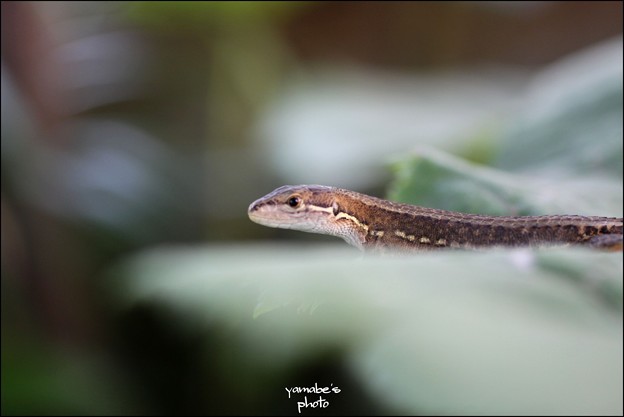 写真: カナヘビ