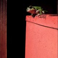 写真: 赤いポストと緑のカエル
