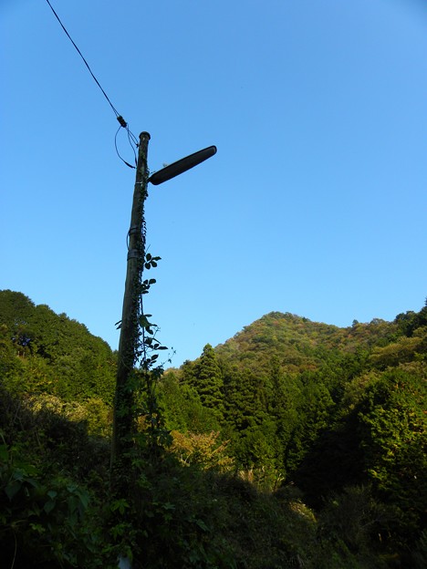 写真: 山と木の電信柱