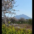 写真: 桜と菜の花と筑波山