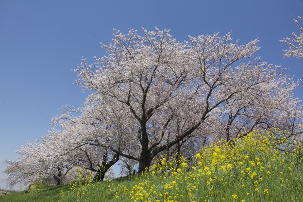 写真: 花は桜木　人は・・・。