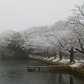 写真: 雪桜