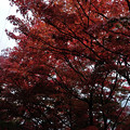 写真: DSC_3060　中山七里の紅葉その2