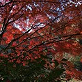 香嵐渓の紅葉その６