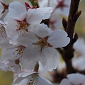 P4160295　中山七里の桜その11
