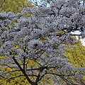写真: P4160298　中山七里の桜その14