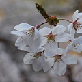 写真: P4160300　中山七里の桜その15