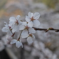 P4160301　中山七里の桜その16