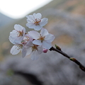 P4160302　中山七里の桜その17