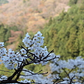 写真: P4160304　中山七里の桜その18