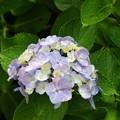 写真: 紫陽花　待ちわびた雨ー1