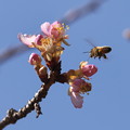 写真: 桜に花蜂