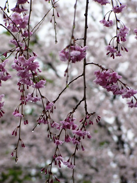 写真: 雨枝垂れ桜15