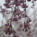 写真: 雨枝垂れ桜14