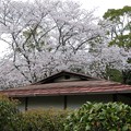 写真: 杉村公園桜16