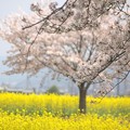 Photos: 菜の花と桜:藤原宮跡桜01