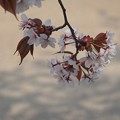 写真: 影まで美し:植物園桜02