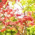 桜とモミジ　京都