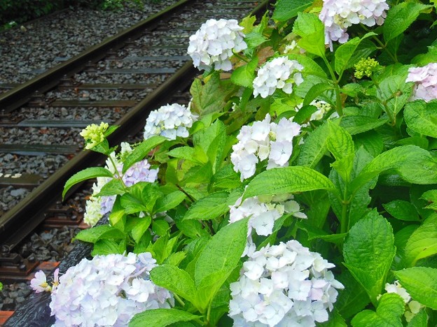 写真: 線路端の紫陽花〜鎌倉